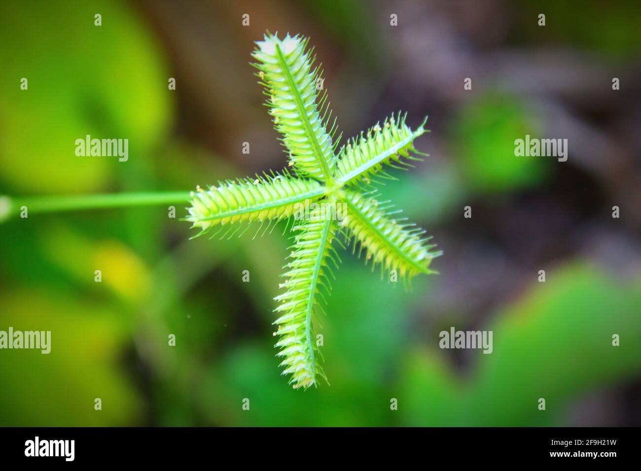A closeup of the Egyptian crowfoot grass in the blurred natural background Stock Photo
