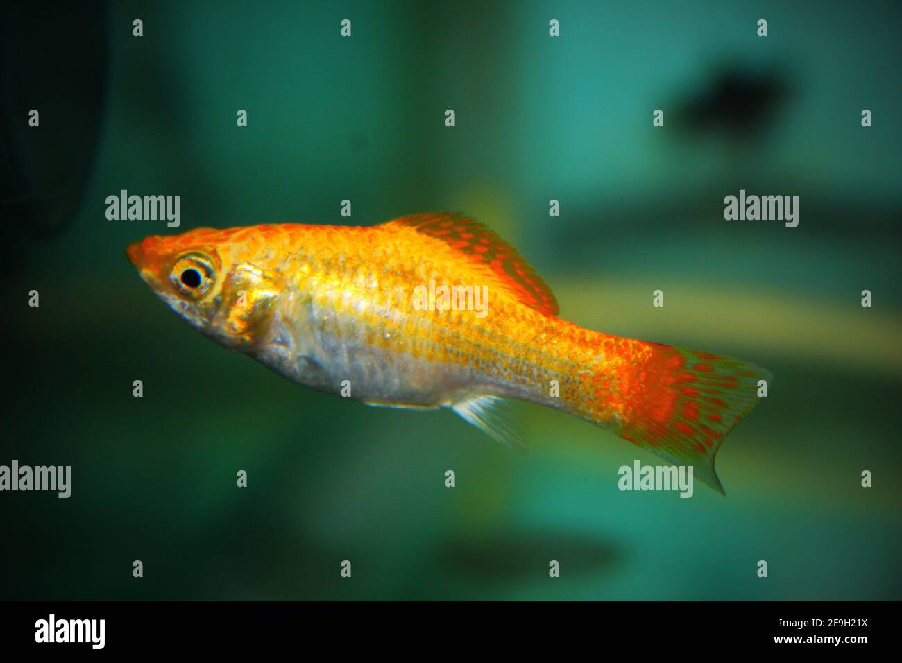 A closeup of common molly fish floating underwater Stock Photo