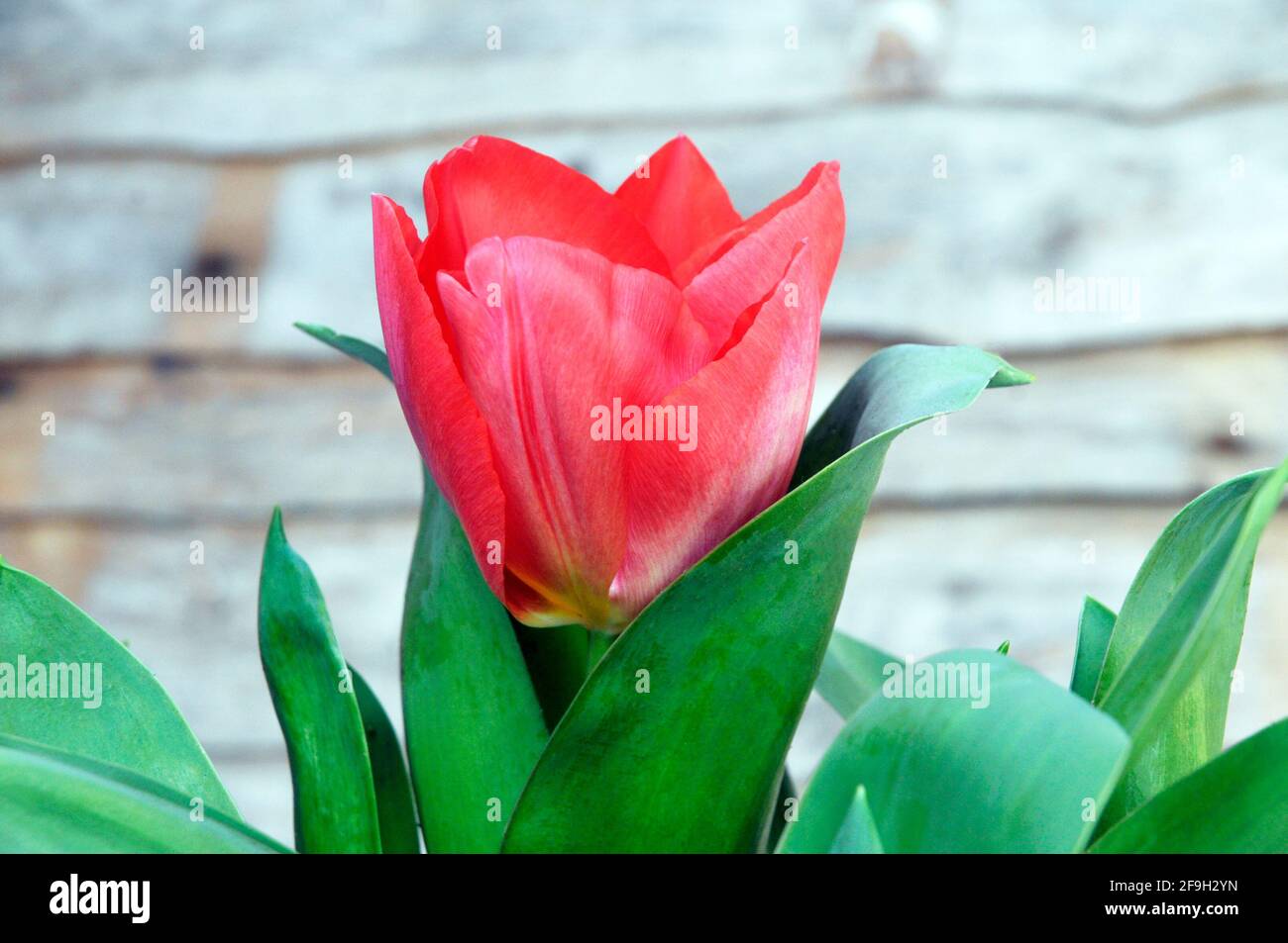 Close up of tulip Seadov growing in a border  Cup shaped Red flowers belonging to the Triumph group of tulips Division 3 Stock Photo