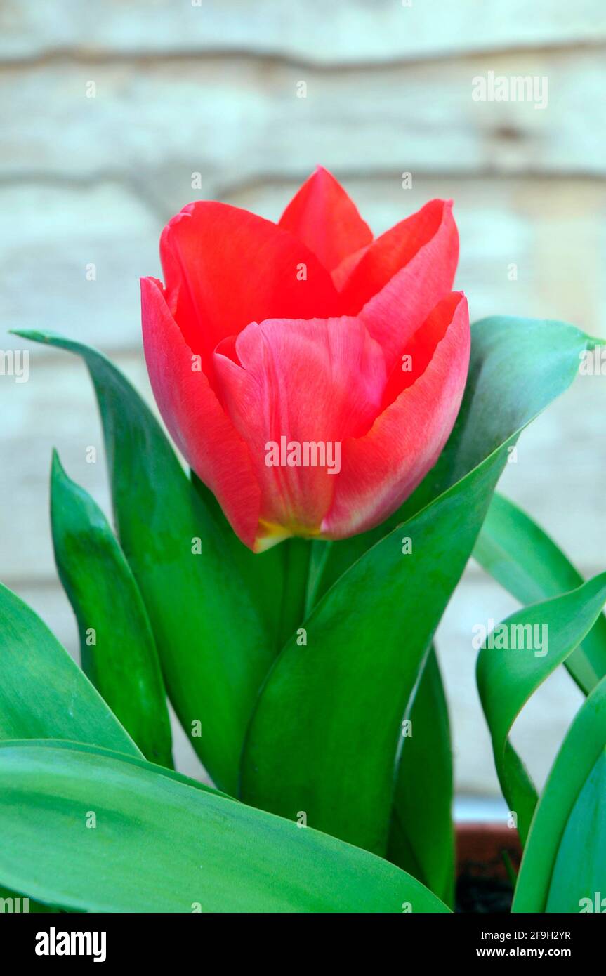 Close up of tulip Seadov growing in a border  Cup shaped Red flowers belonging to the Triumph group of tulips Division 3 Stock Photo