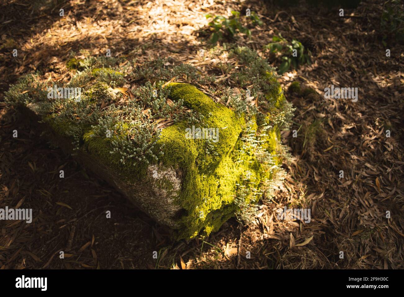 Moss Formations On Rocks Closeup shot moss formation hi-res stock photography and images - Alamy