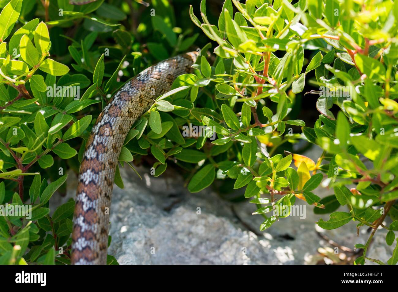 Maltese snakes hi-res stock photography and images - Alamy