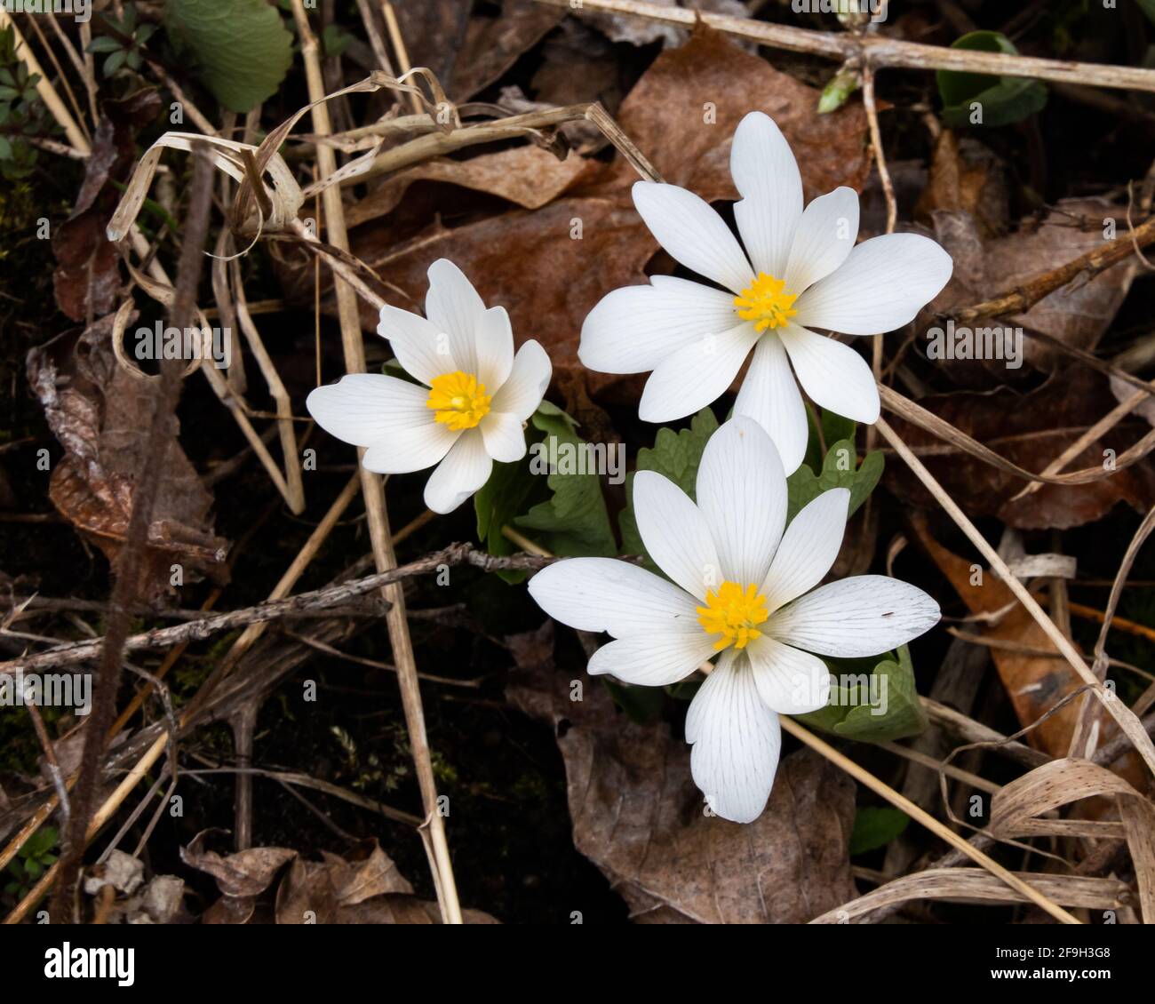 Three bloodroot flowers, Sanguinaria canadensis, growing up through dry leaves in early spring in the Adirondack Mountains, NY USA Stock Photo