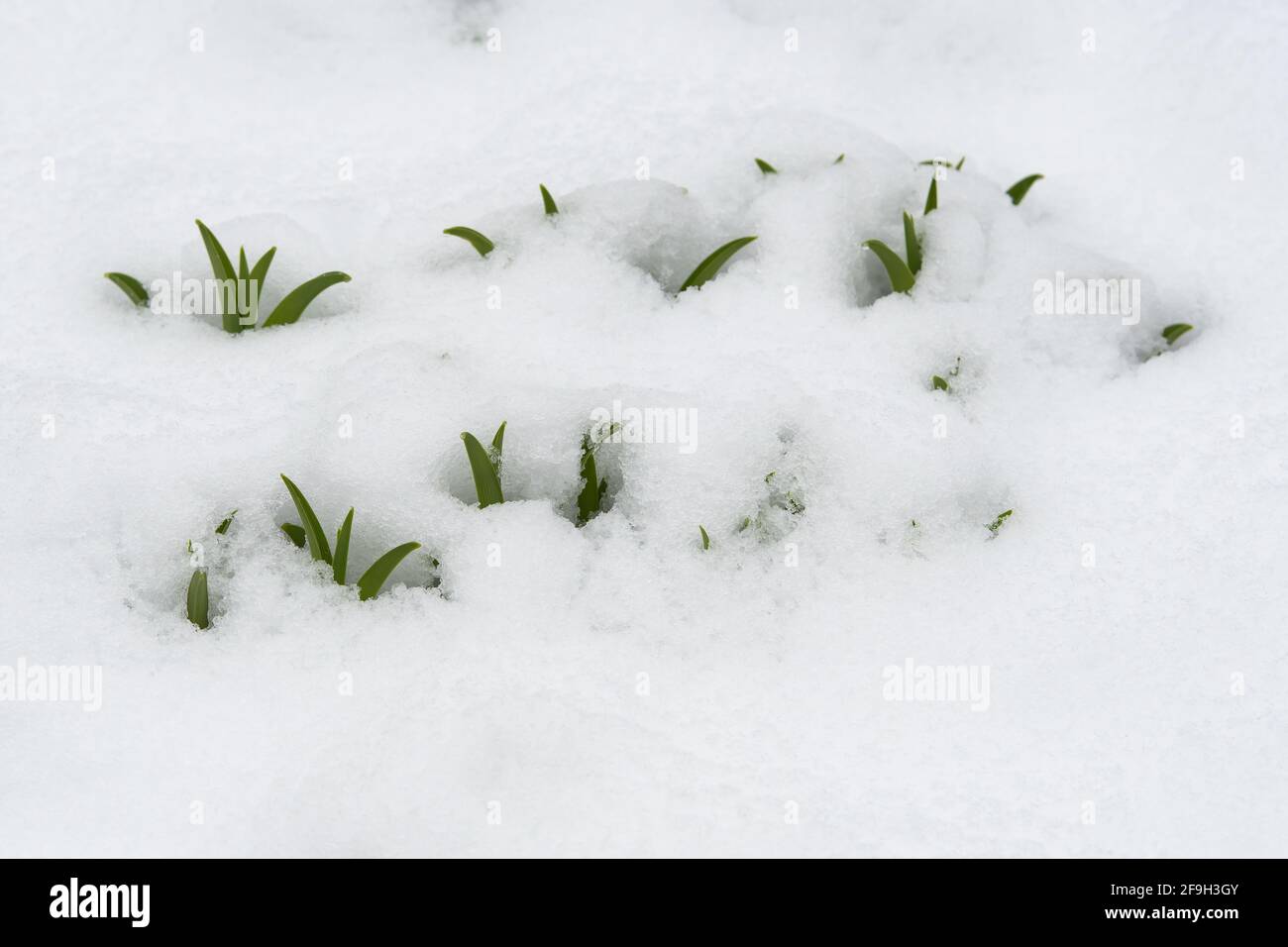 Day lily, Hemerocallidoideae, leaves poking up through a fresh spring snow in the Adirondack Mountain, NY USA Stock Photo