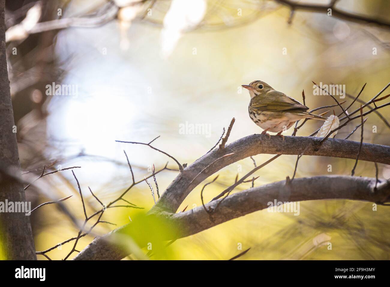 An ovenbird looks over its shoulder at me from a branch before taking off into the blue and yellow background.  Leaves are just beginning to emerge. Stock Photo