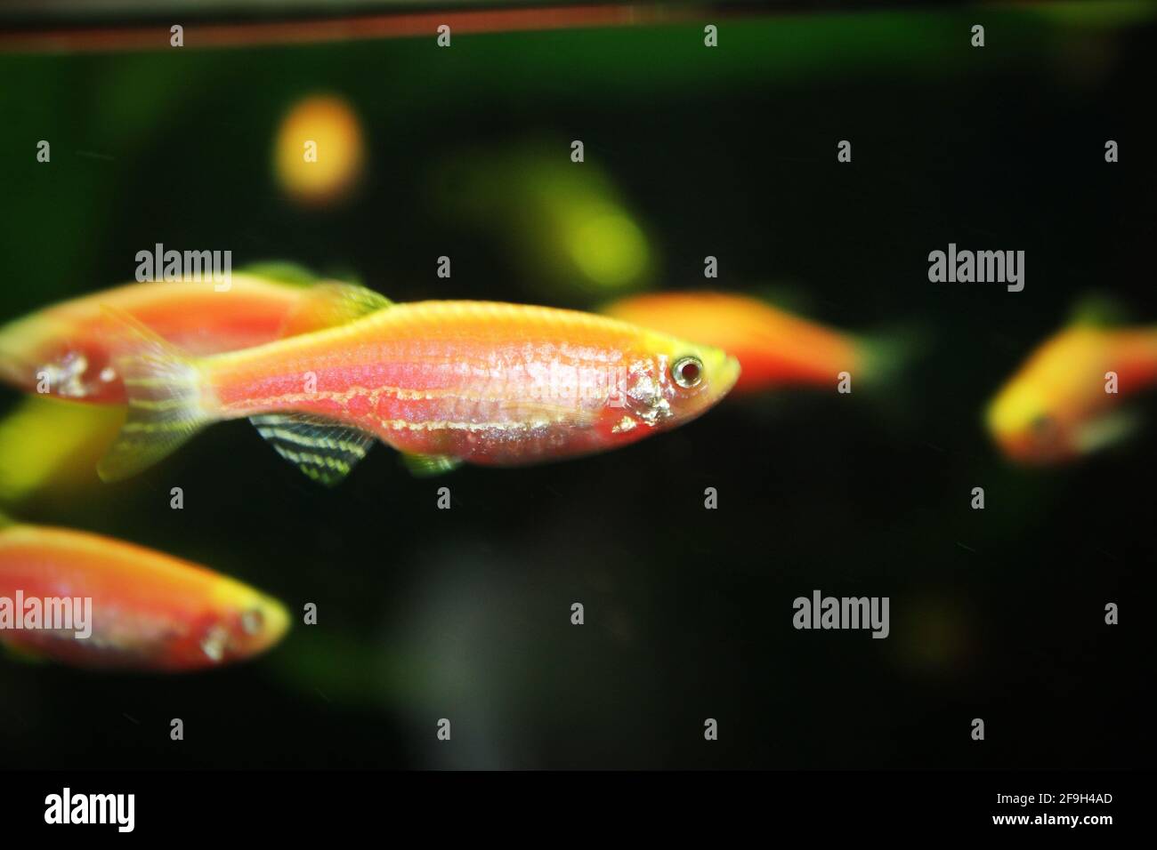 A group of zebrafish swimming in the aquarium Stock Photo