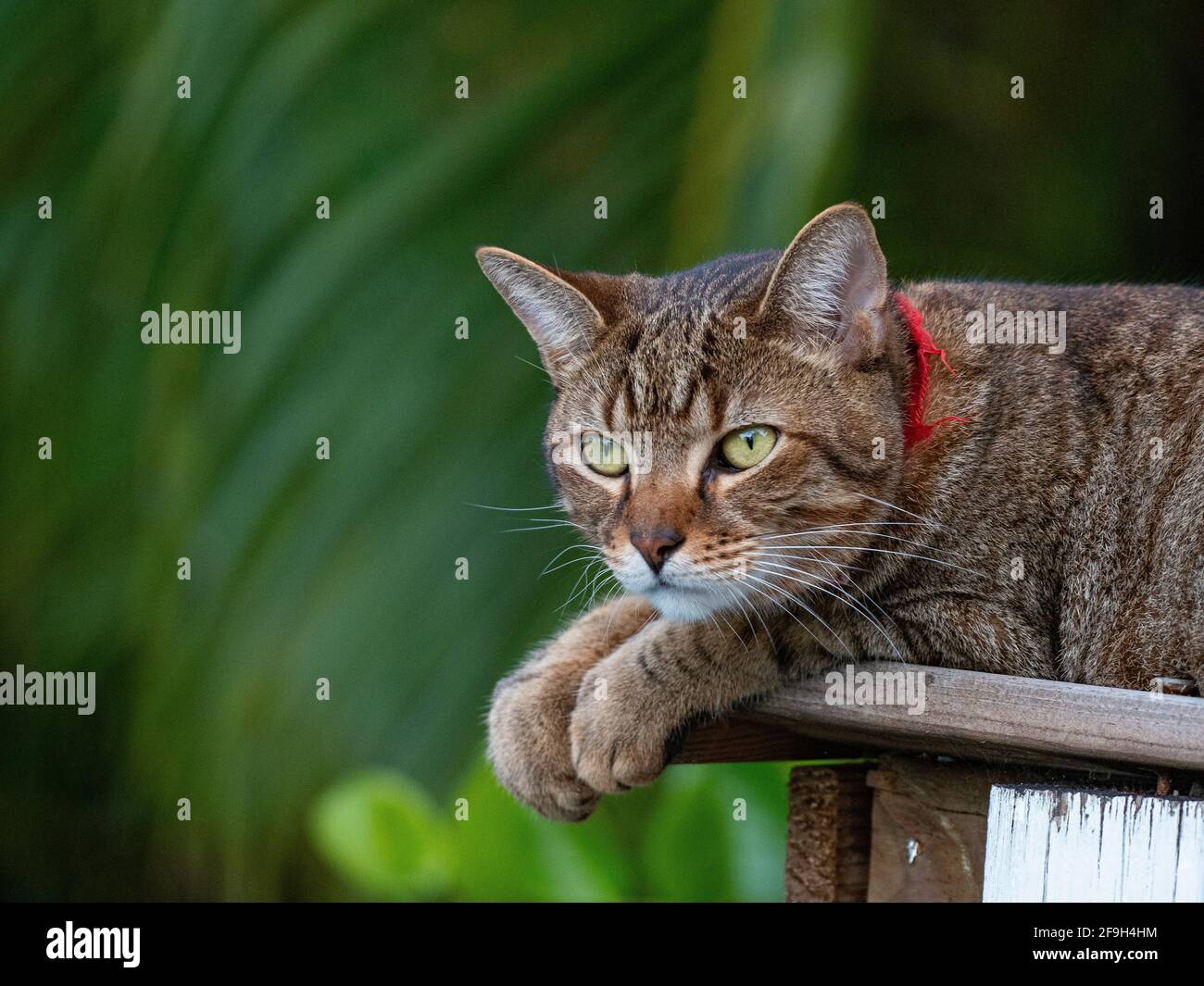 The cat is a very affectionate domestic animal Stock Photo