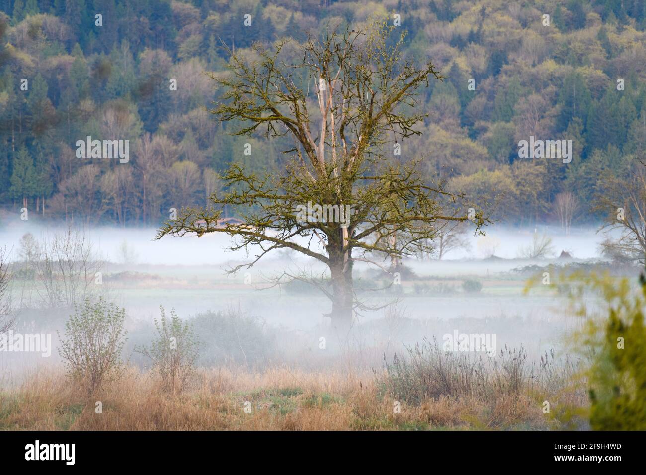 A weathered tree in the middle of the Snoqualmie Valley with a low lying layer of mist on a spring mooring against a wooded hillside Stock Photo