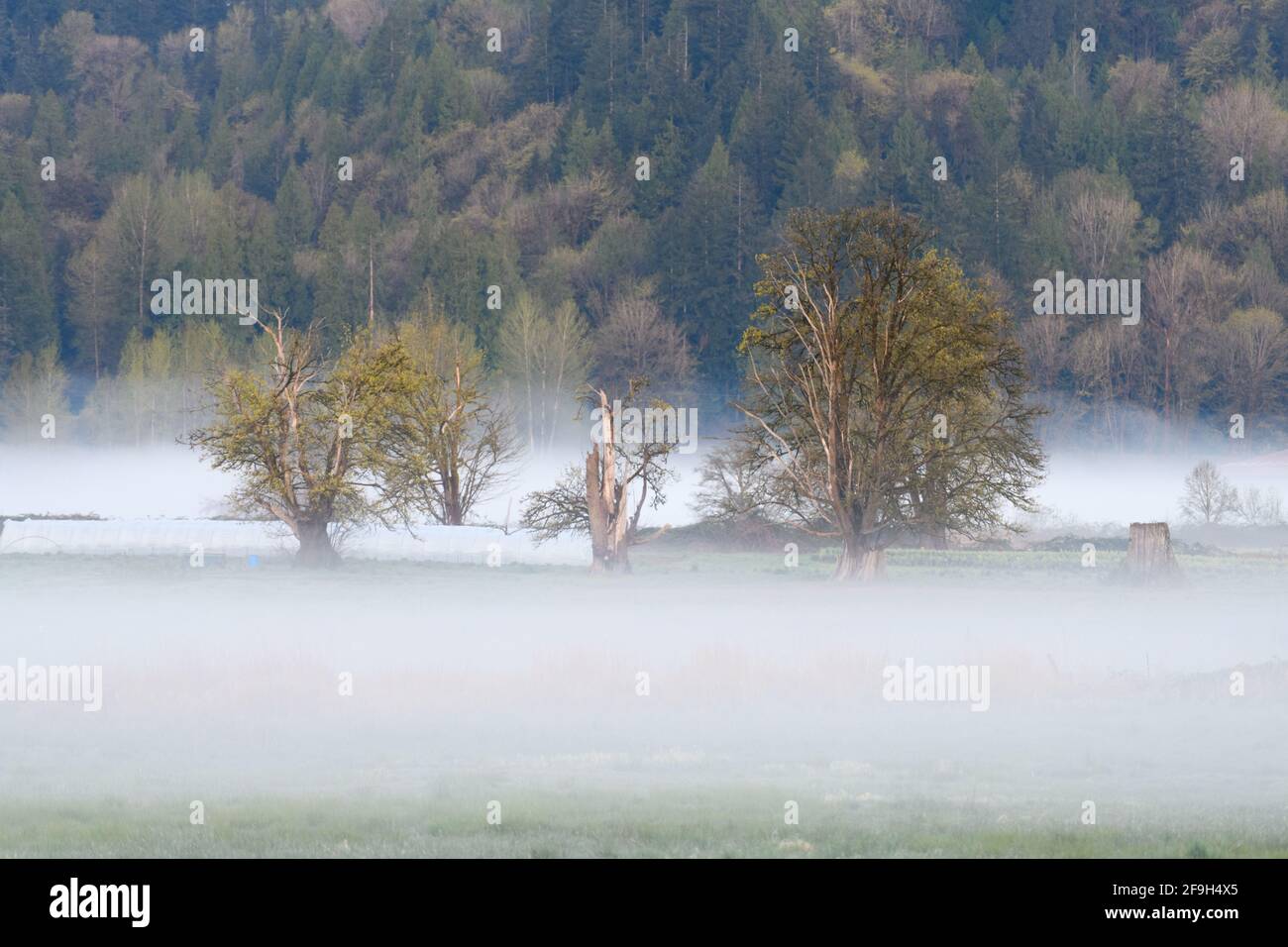 A group of trees in the middle of the Snoqualmie Valley with a low lying layer of mist on a  spring mooring against a wooded hillside Stock Photo