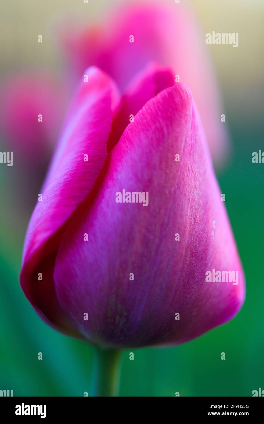 A deep pink colored tulip flower is closed against a soft focus background. of other flowers.  There is a thin plane of sharpness on the flower. Stock Photo