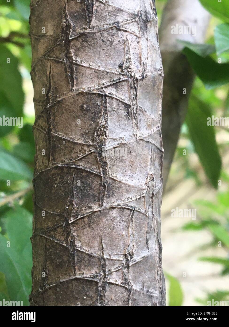 Background. Texture of a tree bark. Stock Photo