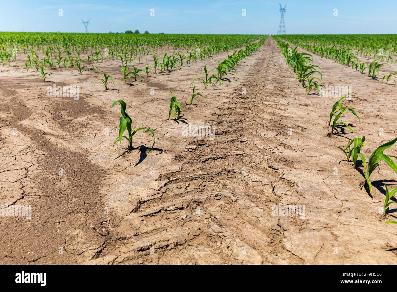 Tractor tire tread mark between rows of corn in farm field. Concept of soil compaction, farming, and agriculture Stock Photo