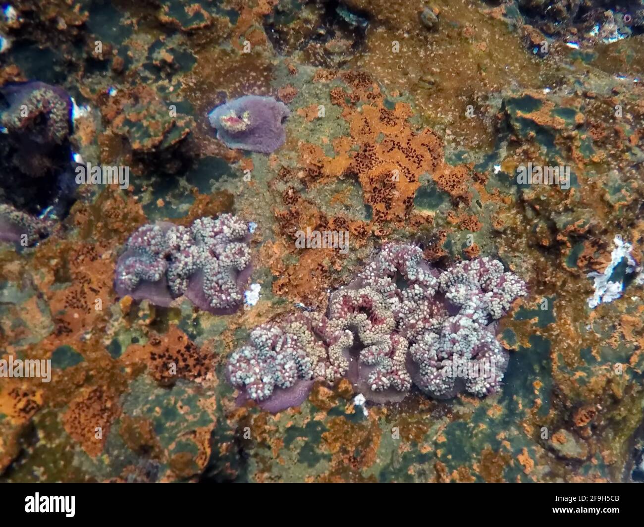 Purple sea anemones on a rock at Rabida Island, Galapagos, Ecuador Stock Photo
