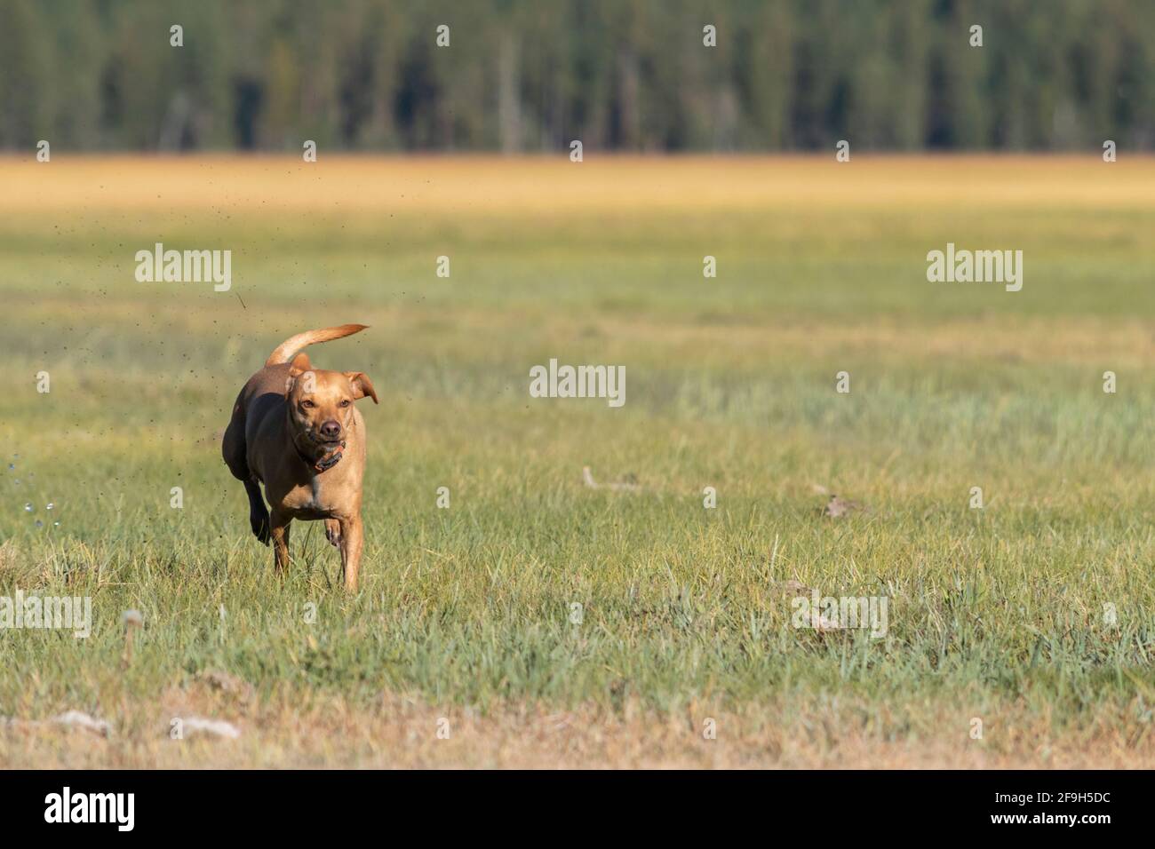 A red short-haired dog runs across a meadow at Aspen Lake in Klamath County, Oregon. Stock Photo