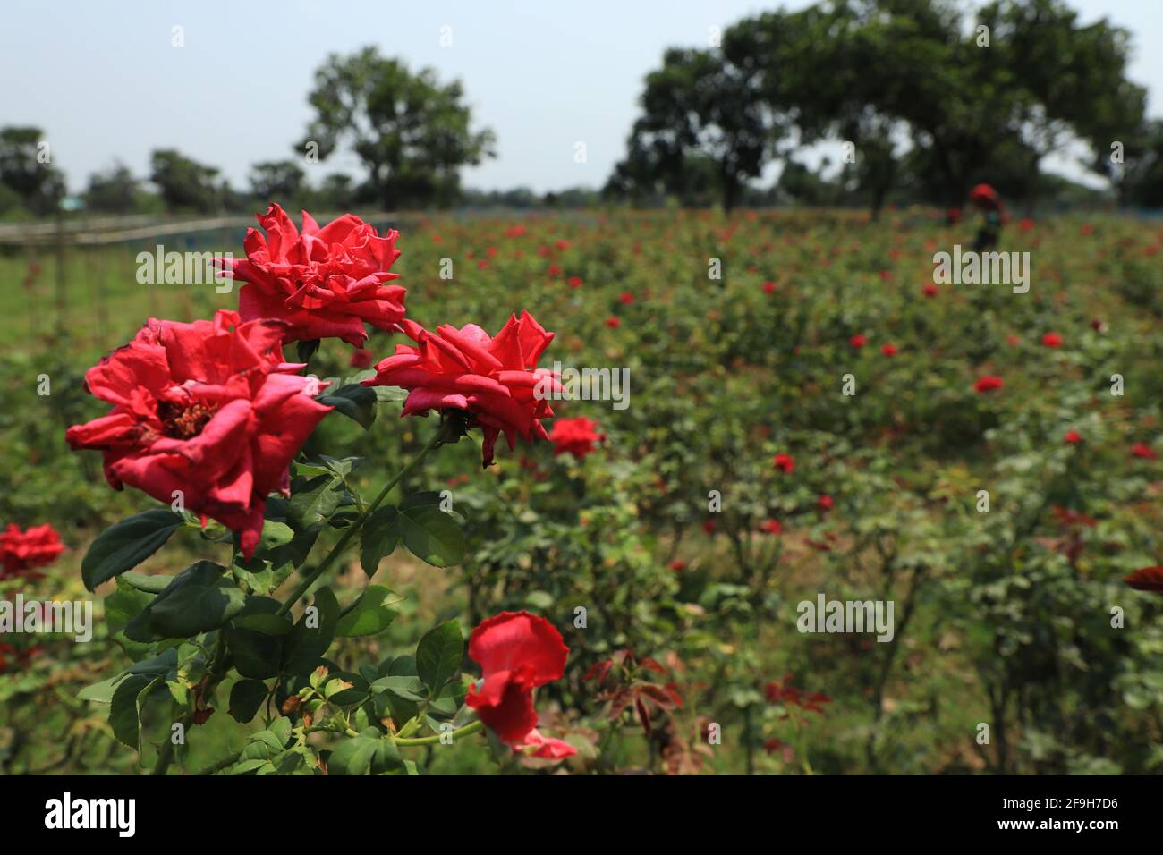 Roses seen at a rose flower garden in Saver.In 250 hectors of land, around 90 percent farmers in Birulia are involved in flower cultivation. The farmers sell each bundles of rose that carry 300 flowers at 1000 Taka. Stock Photo