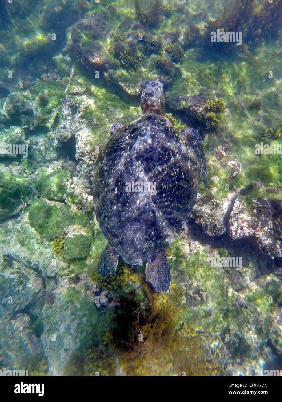 Galapagos green sea turtle at Punta Espinoza, Fernandina Island, Galapagos, Ecuador Stock Photo