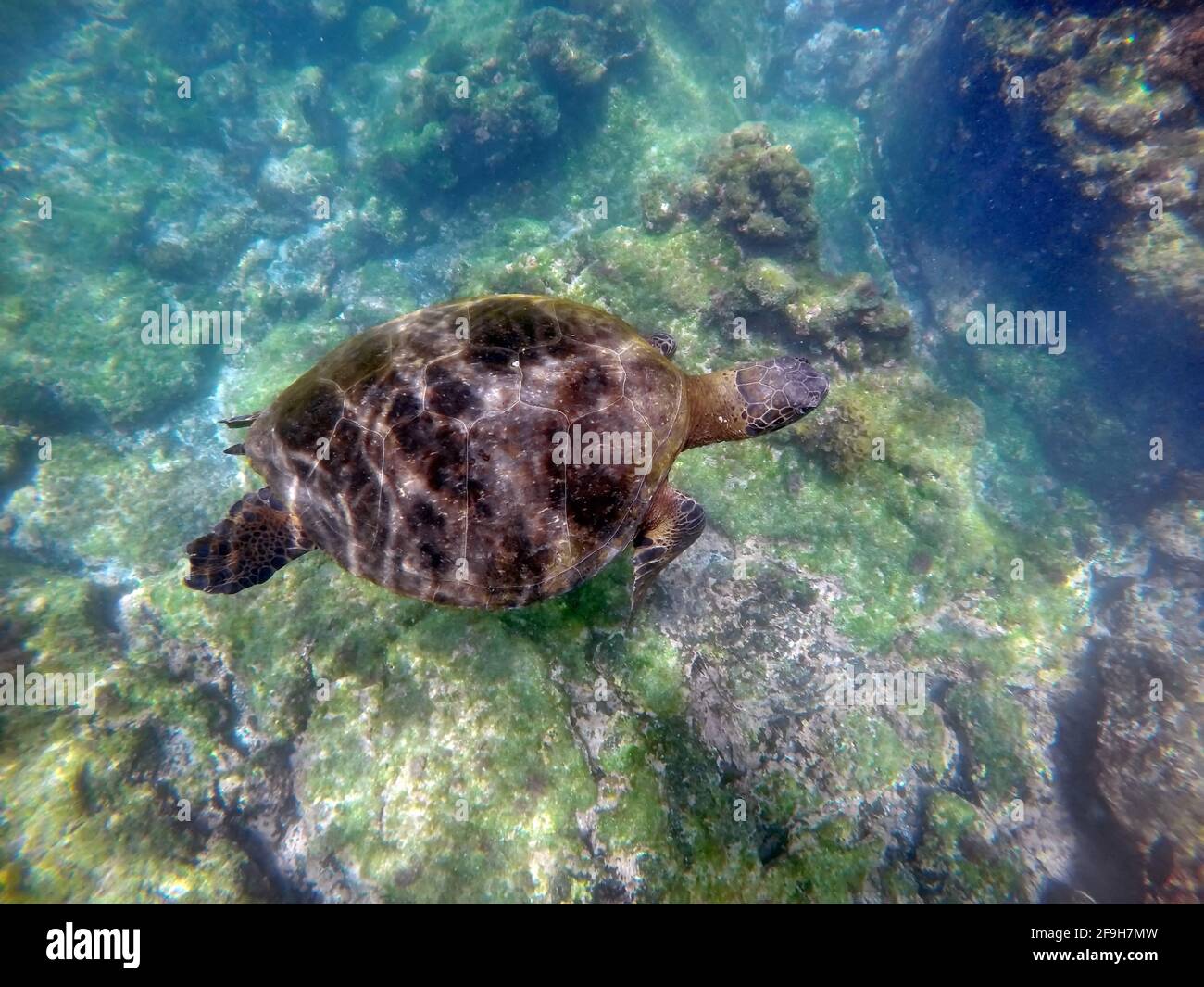 Galapagos green sea turtle swimming at Punta Espinoza, Fernandina Island, Galapagos, Ecuador Stock Photo