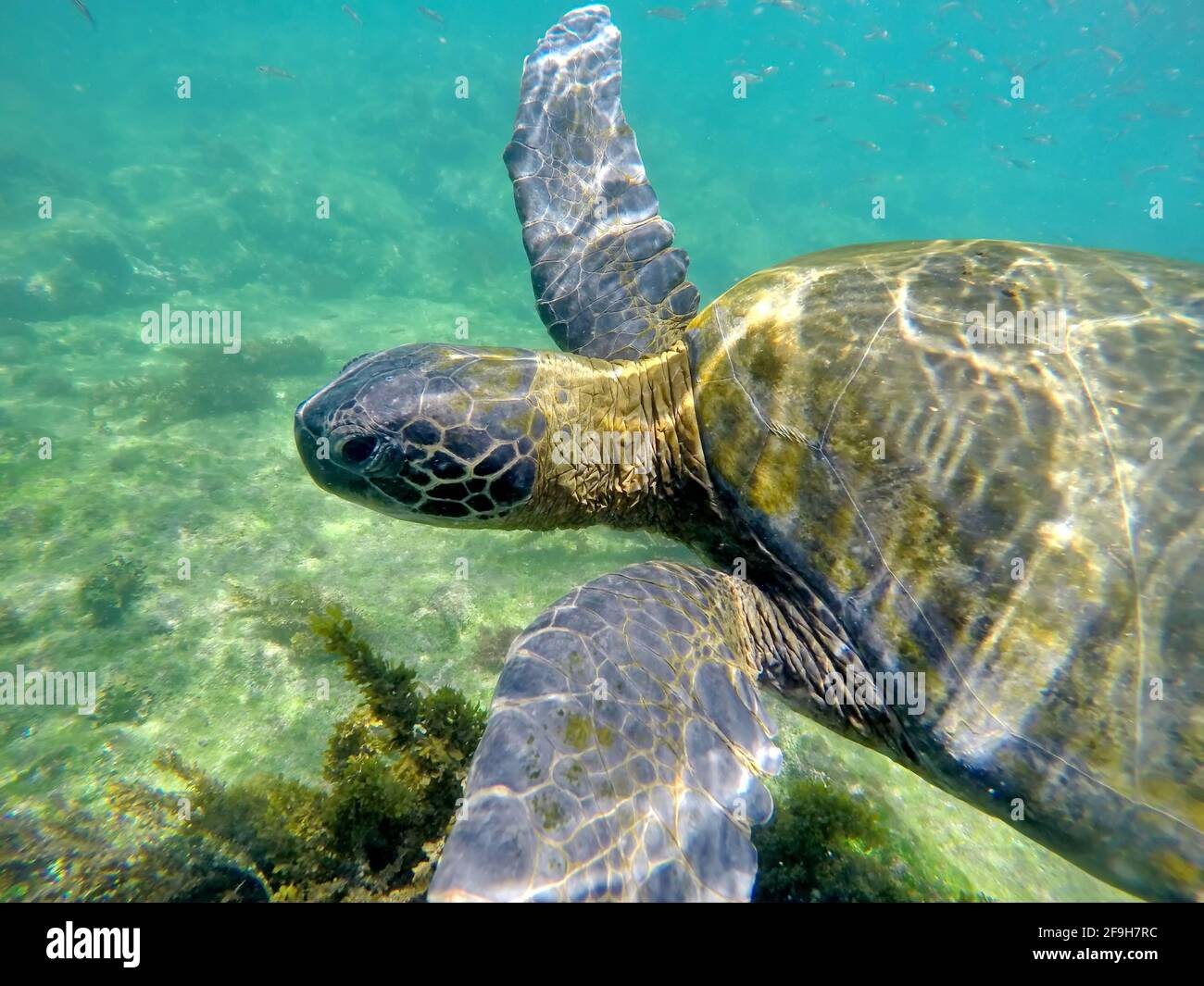 Close up of a Galapagos green sea turtle at Punta Espinoza, Fernandina Island, Galapagos, Ecuador Stock Photo