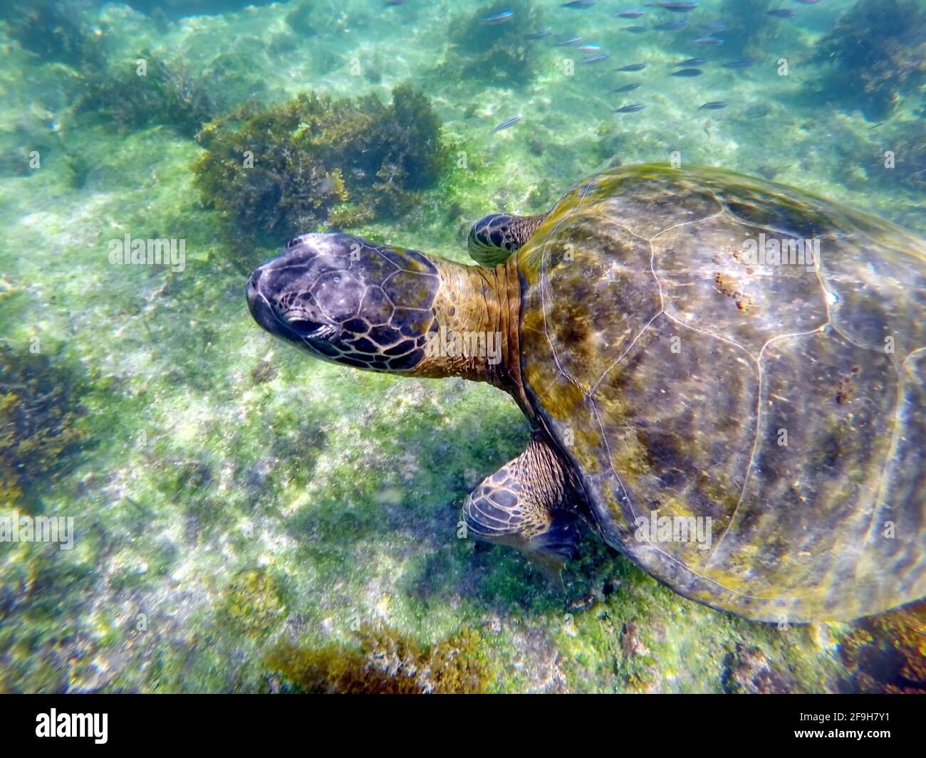 Close up of a Galapagos green sea turtle at Punta Espinoza, Fernandina Island, Galapagos, Ecuador Stock Photo