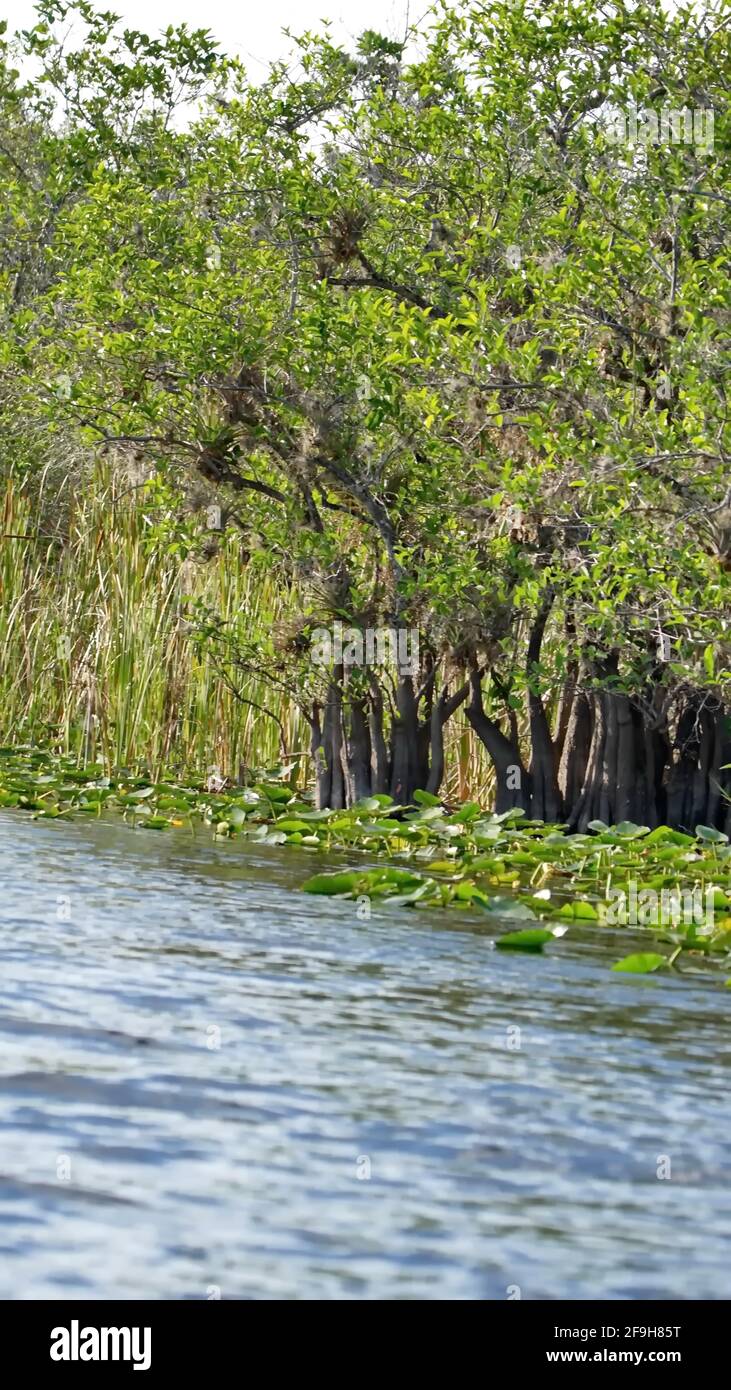 Vegetation growing out of the water in Everglades National Park, Fort Lauderdale, Florida, USA Stock Photo