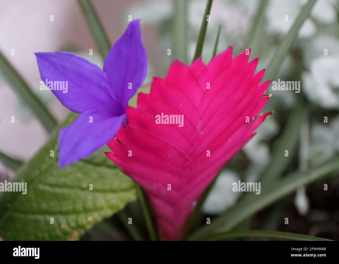 A Pink Quill plant with a blue flower from Bromeliad family Stock Photo