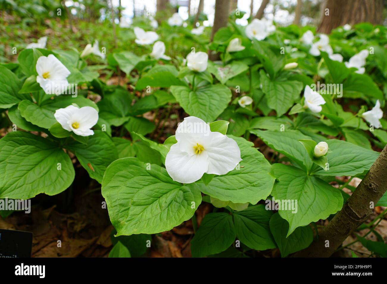 The white Showy Trillium flowers at full bloom in the Spring Stock Photo