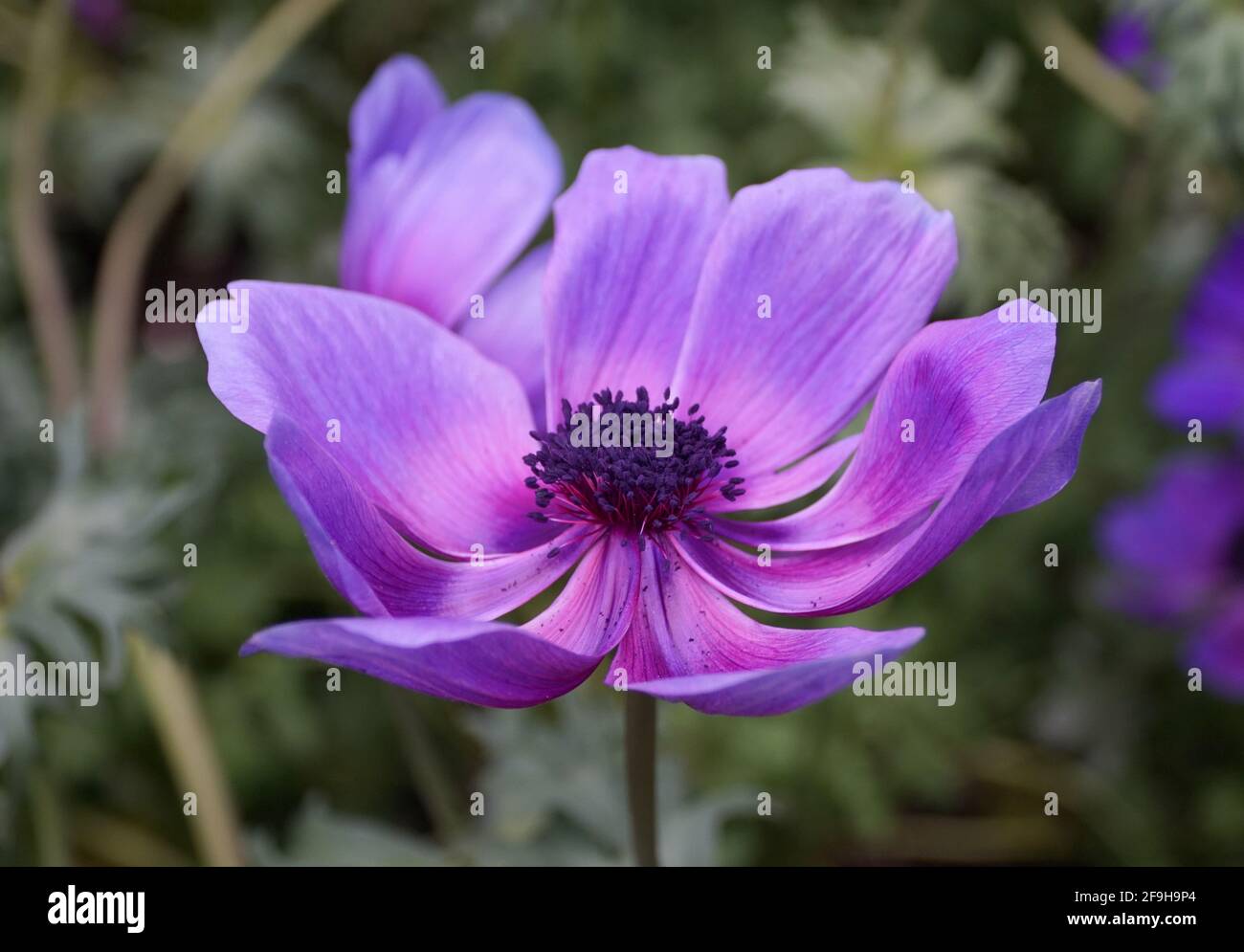 Close up of the beautiful violet color of Poppy Anemone flower 'Monalisa Deep Blue' Stock Photo
