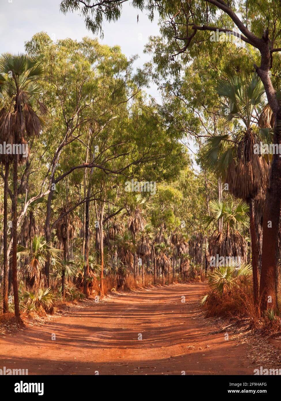 Cabbage Palms (Livistona eastonii) line the rough Port Warrender road across the remote Mitchell Plateau, Kimberley, Western Australia Stock Photo