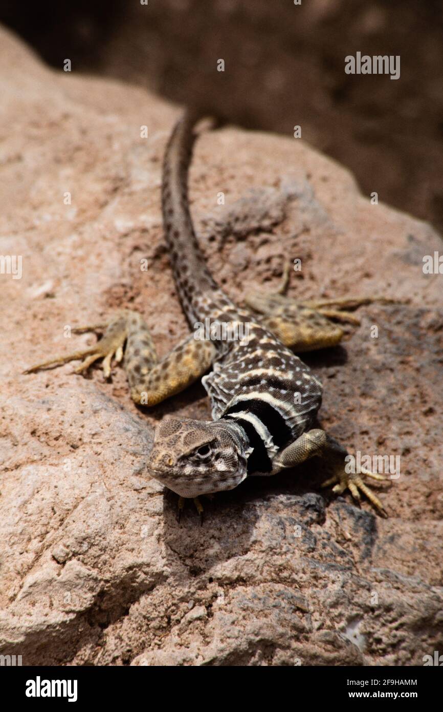 A female Great Basin Collared Lizard, Crotaphytus bicinctores, in Utah