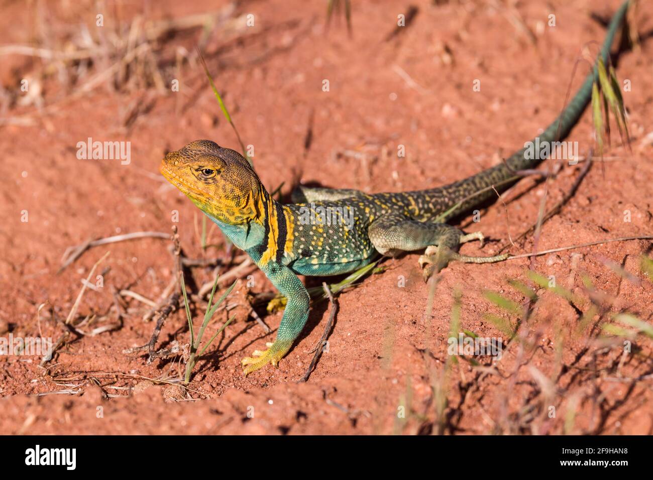 Carnivorous reptile sale