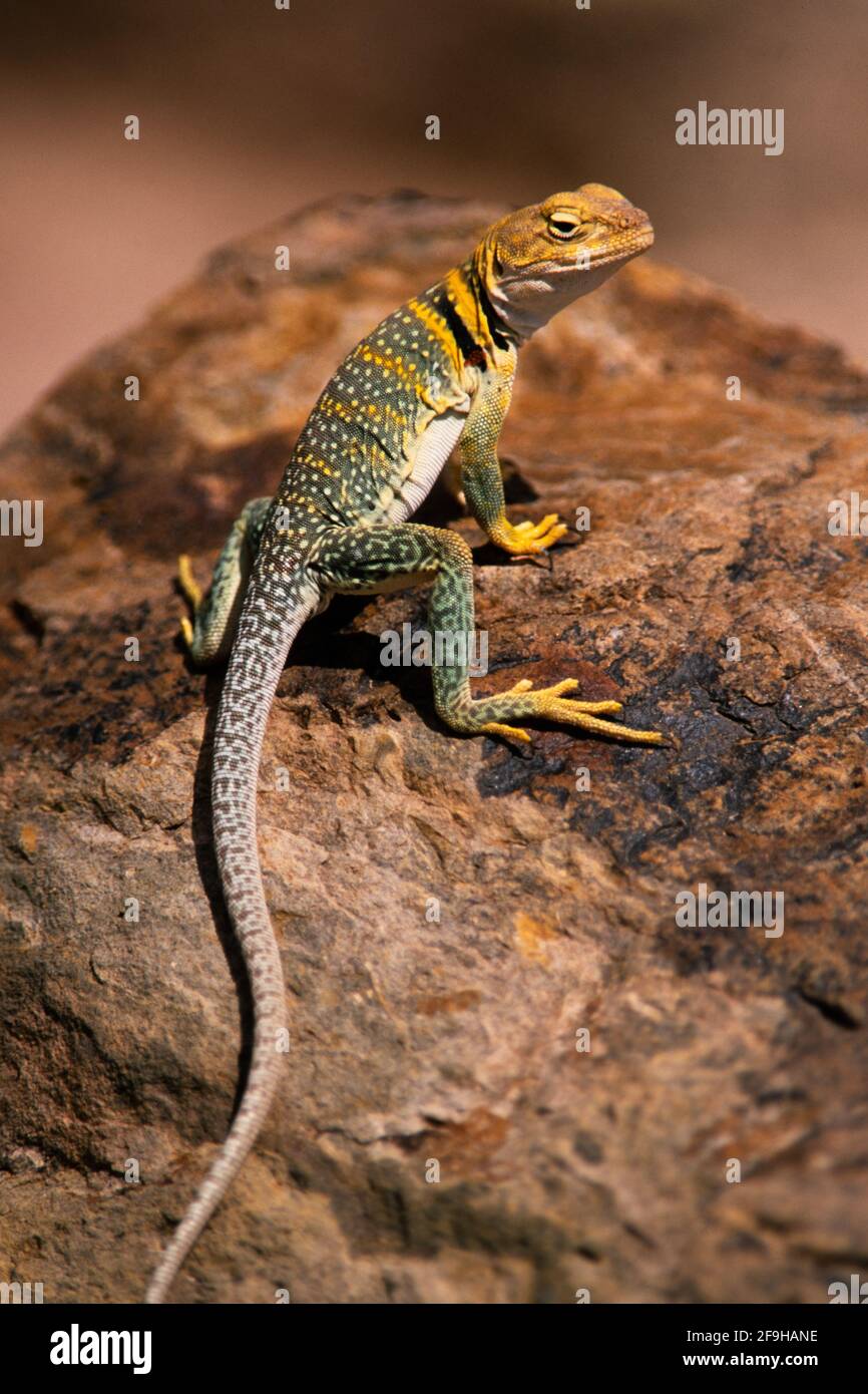 A female Yellowheaded Collared Lizard, Crotaphytus collaris auriceps
