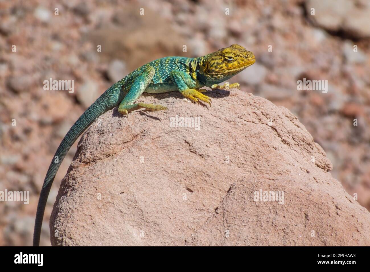 A male Yellowheaded Collared Lizard, Crotaphytus collaris auriceps