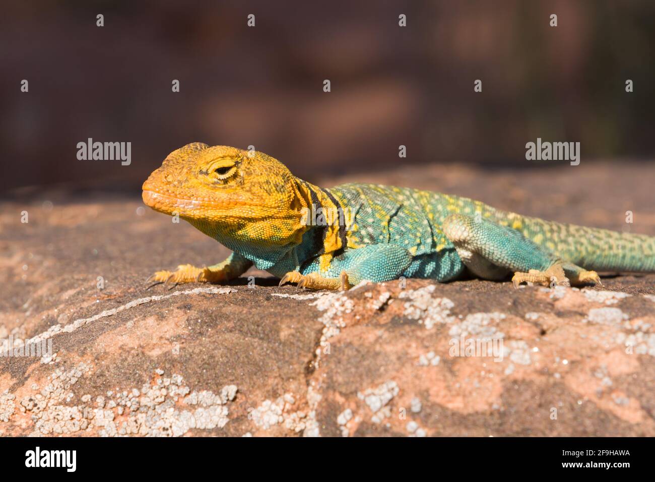 A male Yellowheaded Collared Lizard, Crotaphytus collaris auriceps