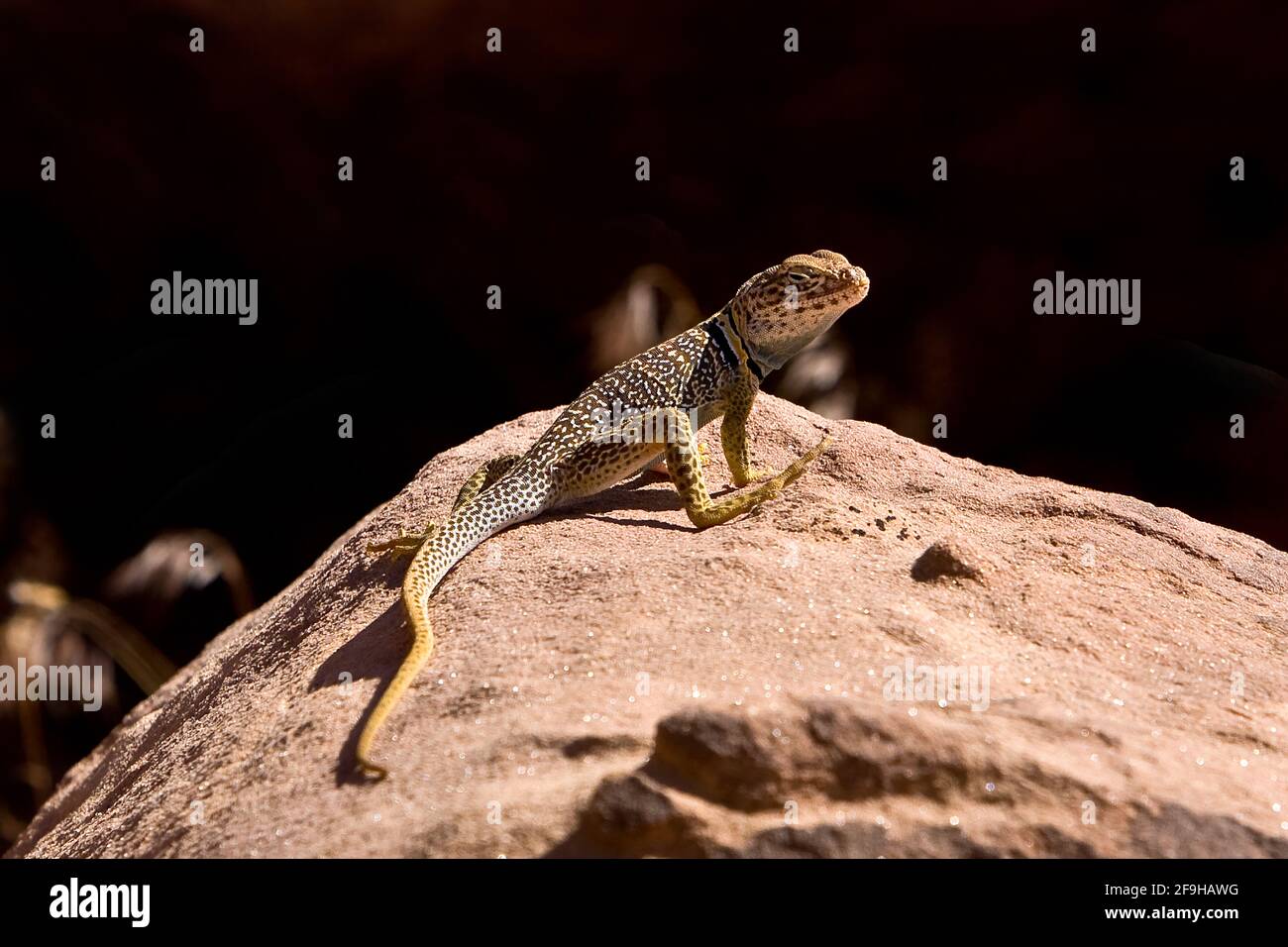 A male Eastern Collared Lizard, Crotaphytus collaris, basking in the sun to raise his body temperature.  Because lizards are cold-blooded, they regula Stock Photo