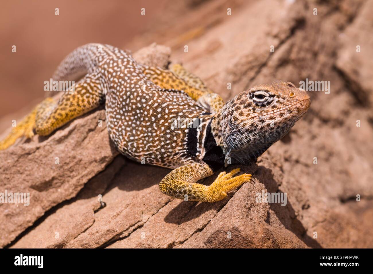 A male Eastern Collared Lizard, Crotaphytus collaris, basking in the sun to raise his body temperature.  Because lizards are cold-blooded, they regula Stock Photo