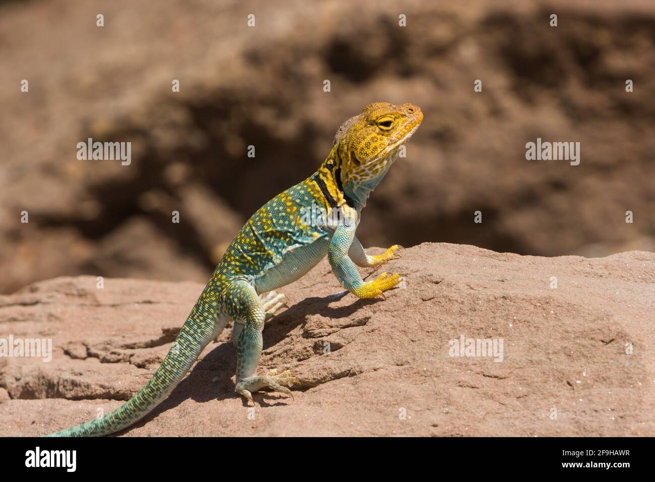 A male Yellowheaded Collared Lizard, Crotaphytus collaris auriceps