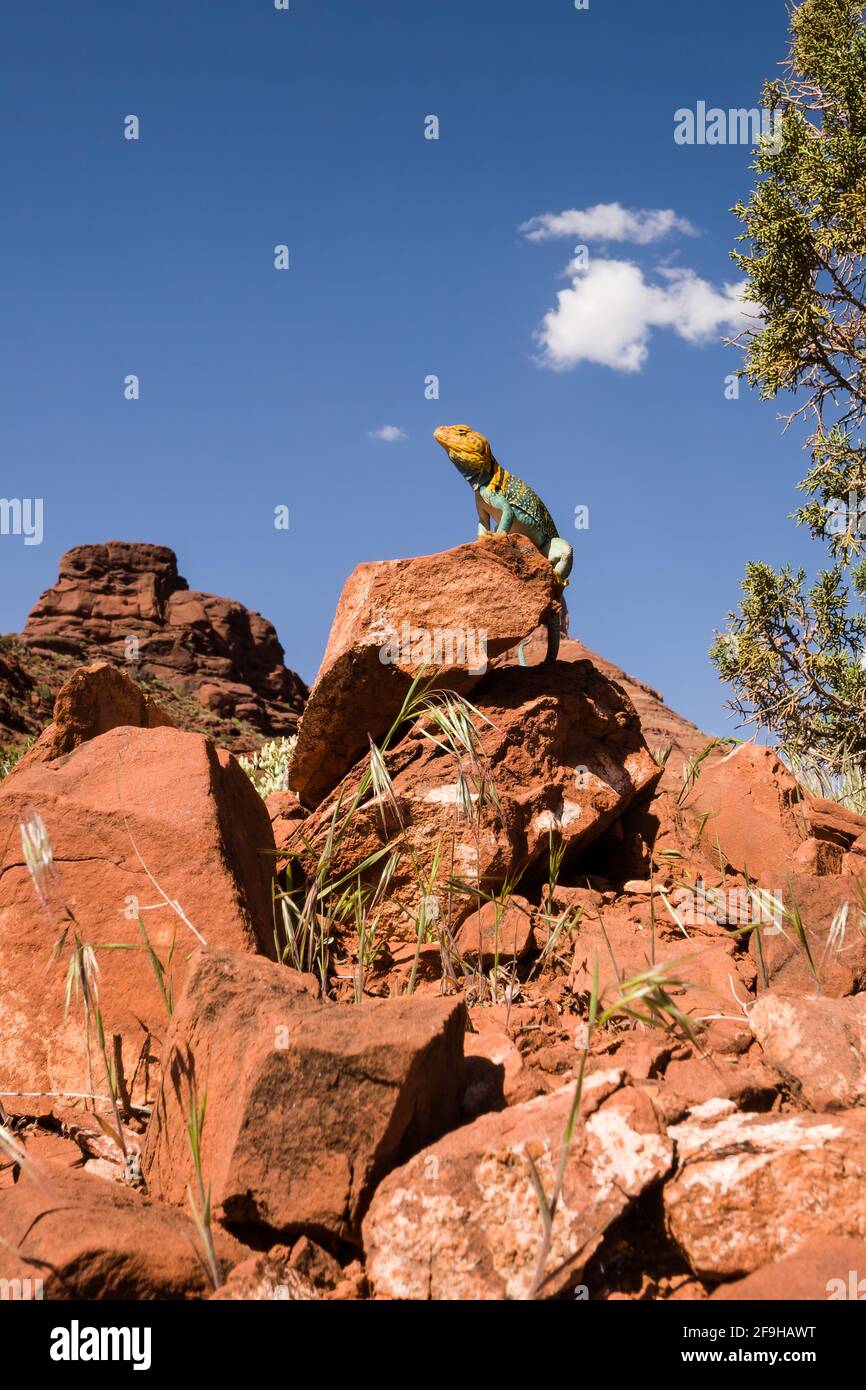 Collared lizard eating hires stock photography and images Alamy