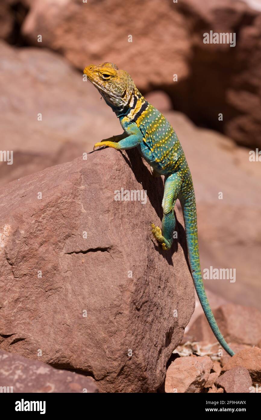 A male Yellowheaded Collared Lizard, Crotaphytus collaris auriceps