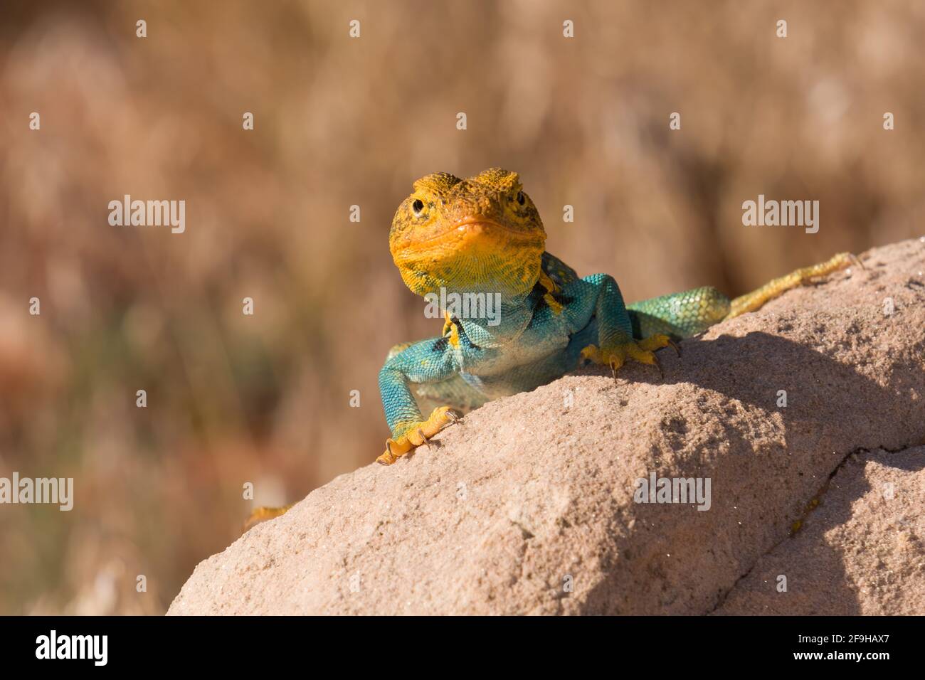 A male Yellowheaded Collared Lizard, Crotaphytus collaris auriceps