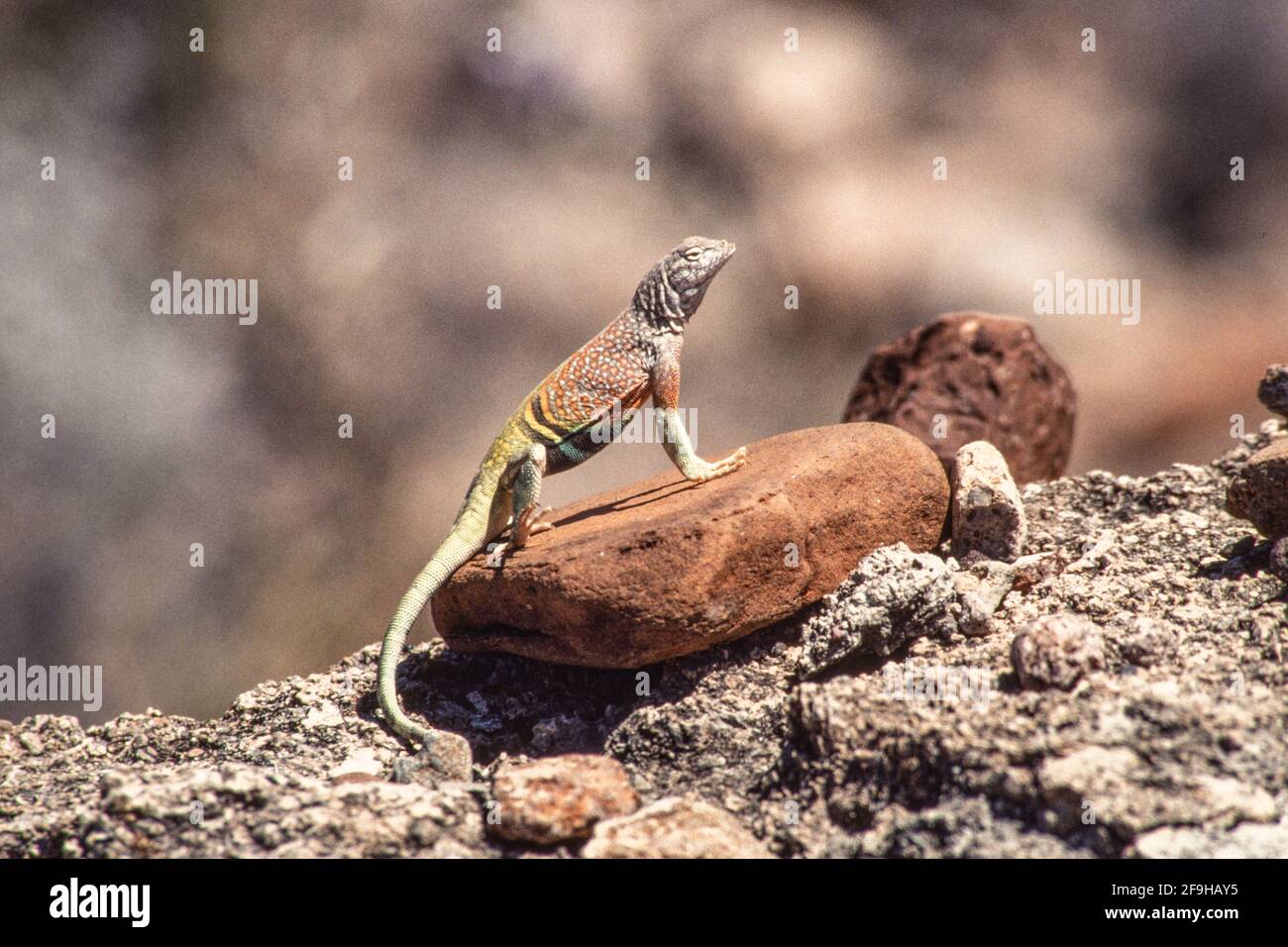 A Male Greater Earless Lizard, Cophosaurus Texanus, Perched On A Rock ...