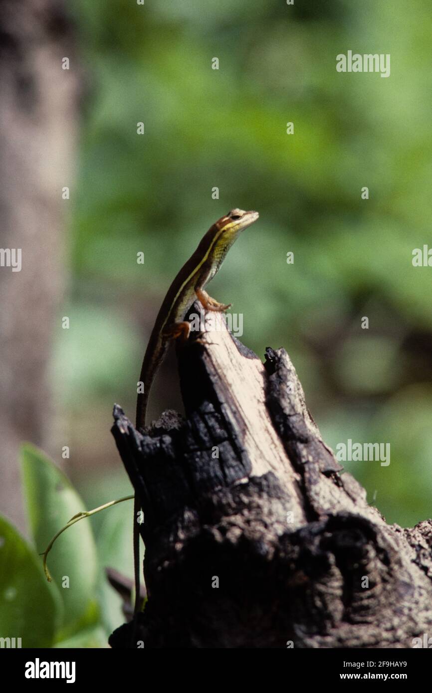 A male Grass Anole, Anolis auratus, basking on a log in Panama to regulate its body temperature. Stock Photo