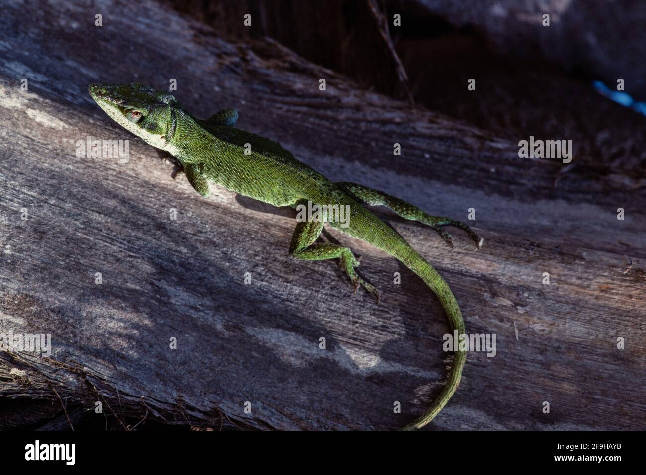 A Green Anole, Anolis carolinensis, on the trunk of a palm tree on the island of Guam. Stock Photo