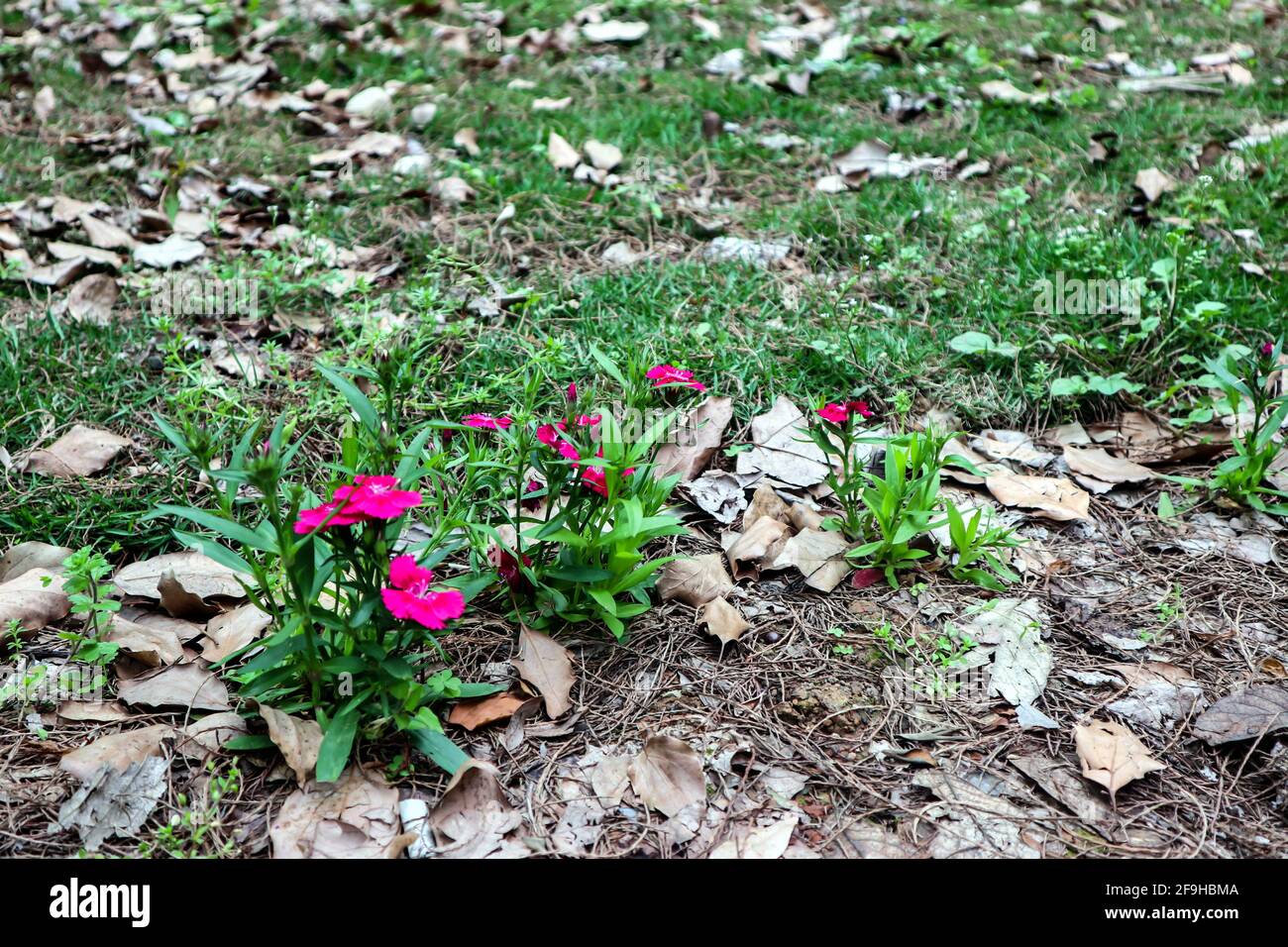 Spring is coming. Many flowers are in bloom in the park Stock Photo - Alamy