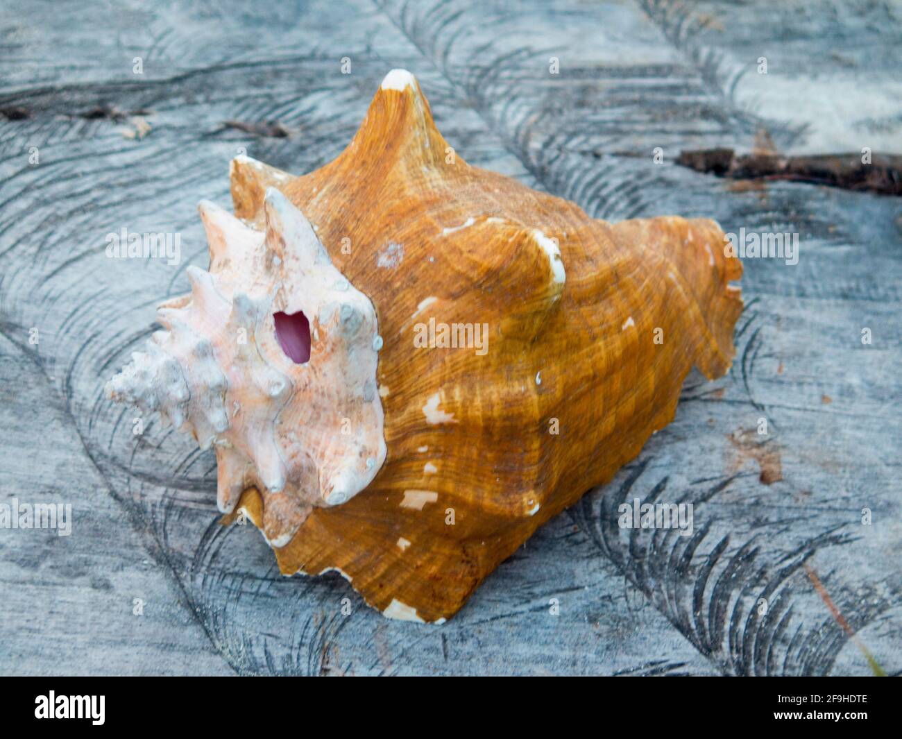 Conch shell Stock Photo