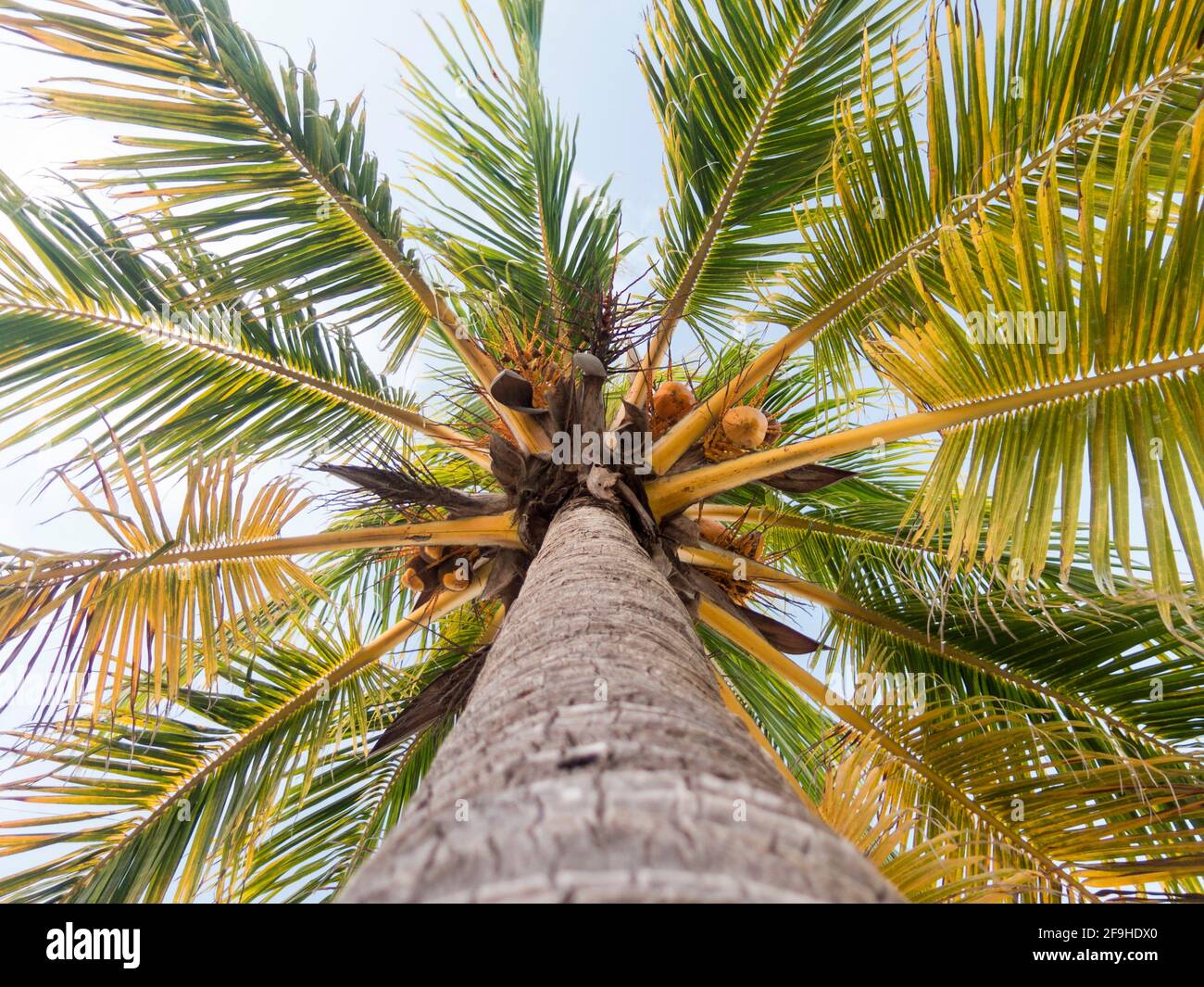 Coconuts in palm tree seen from below Stock Photo