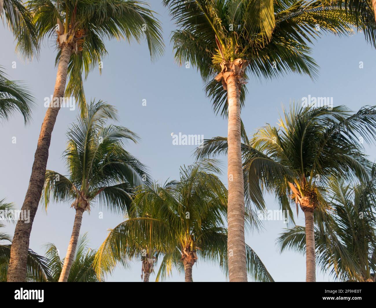 Palm trees Stock Photo