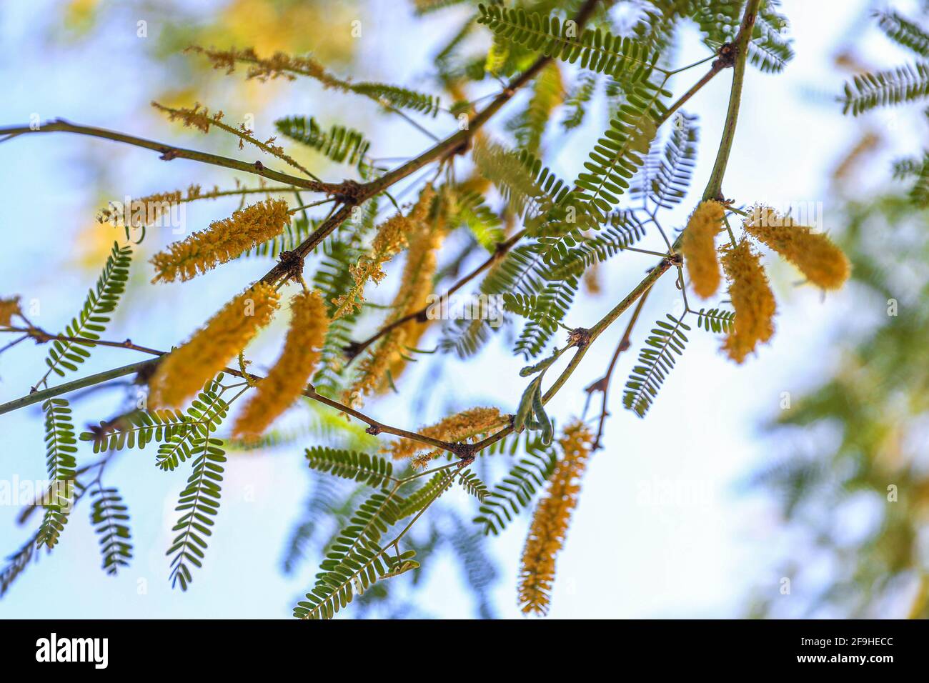 Mesquite flowering leaves. Cluster of mesquite tree blooms in spring ...