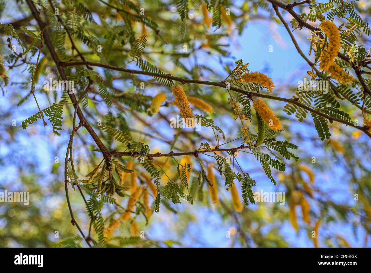 Mesquite flowering leaves. Cluster of mesquite tree blooms in spring ...