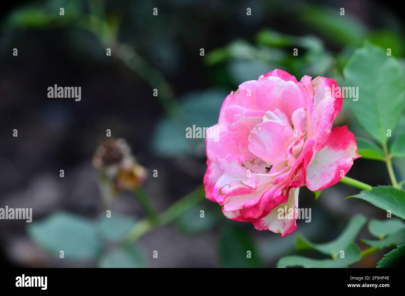 Beautiful muti colour rose in garden Stock Photo - Alamy