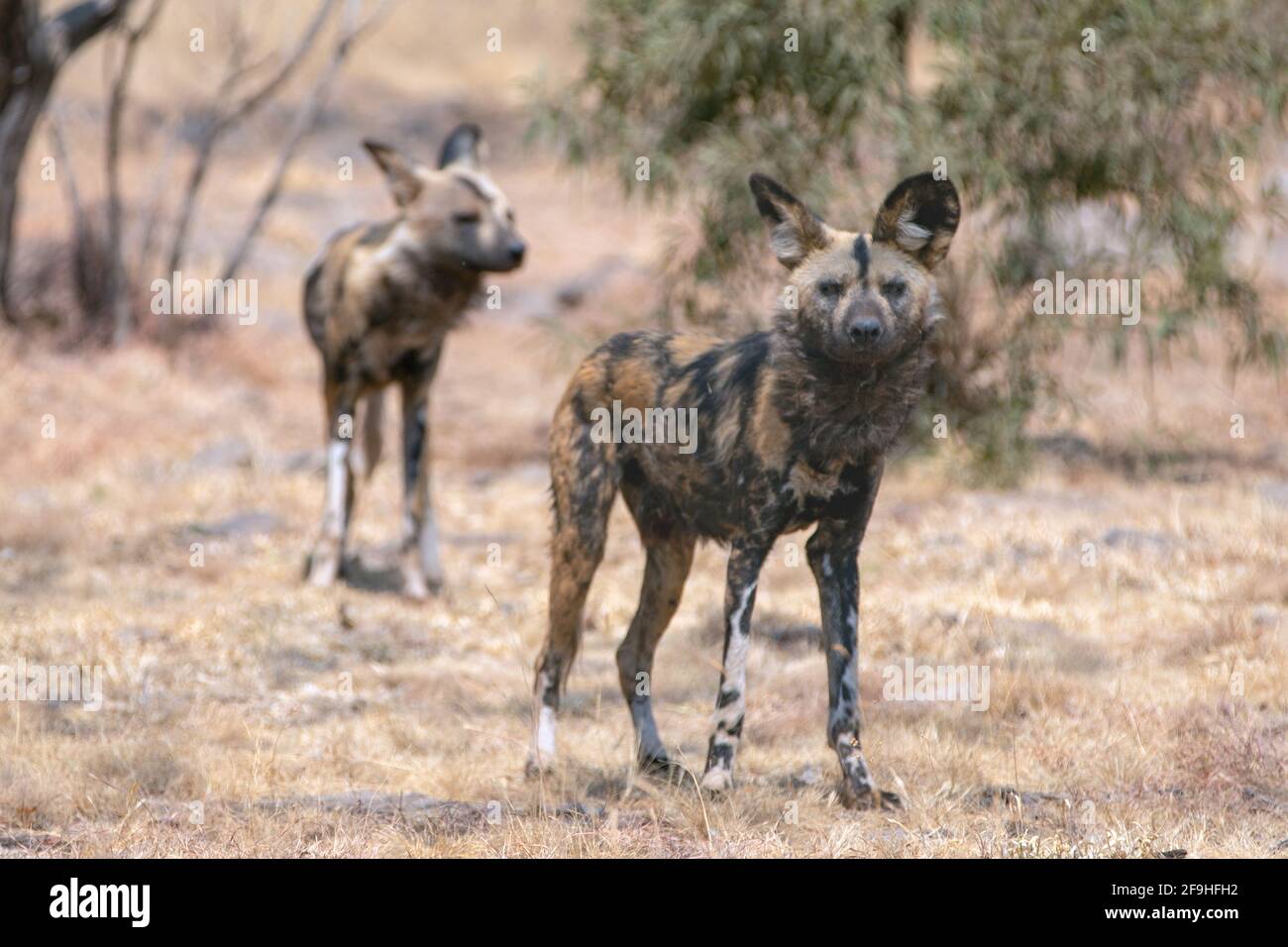 African Wild Dog in South Africa RSA Stock Photo - Alamy